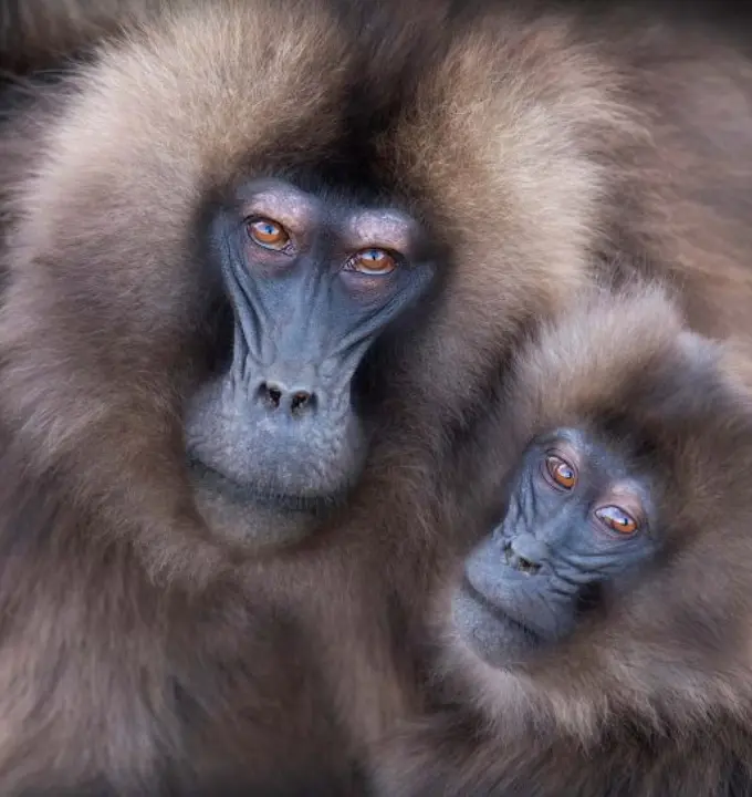 Explore 21-Days Ethiopia Highlands, Tribes & Heritage Expedition — 21 Day Ethiopian Adventure