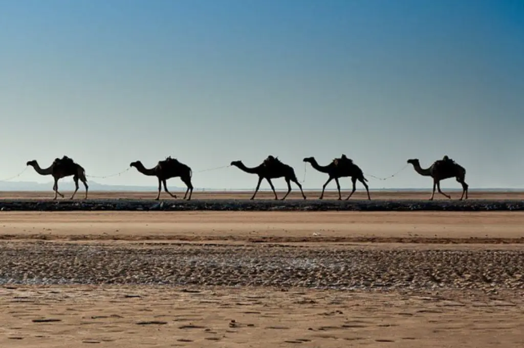 19-Days of Adventure from Semien Peaks to Danakil flames